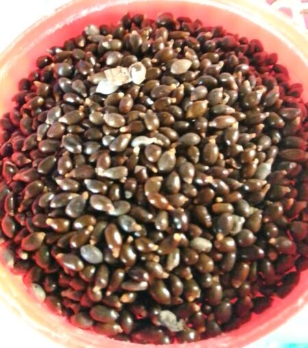 Orima Spice