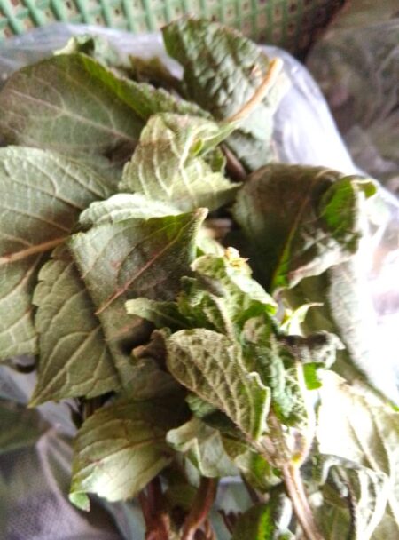 Scent Leave