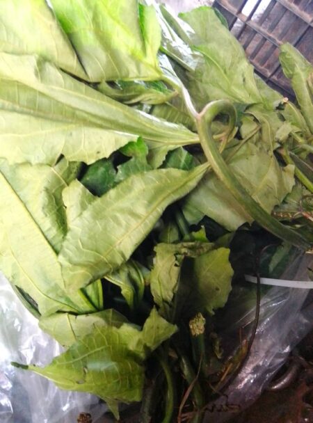 Ugu Leave (Pumpkin)