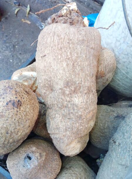 Yam