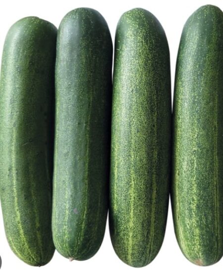 Cucumber